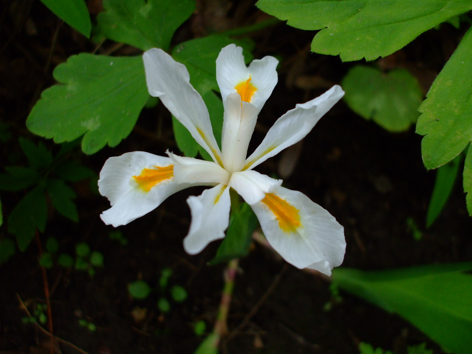 Iris cristata alba